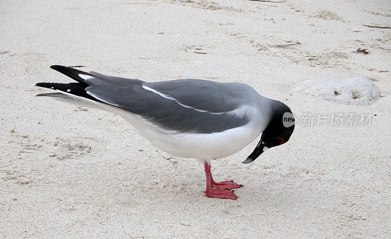 Swallow-tailed Gull